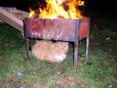 1212984958_cat055.jpg