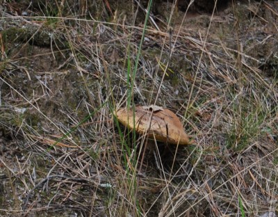 DSC_3049.JPG