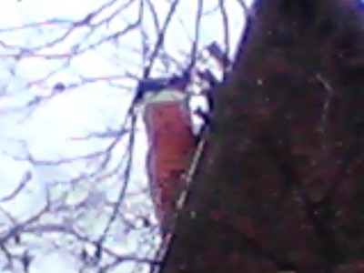 Snapshot_20150308_17.JPG