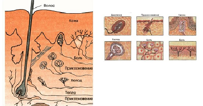 !боль рецептор.png